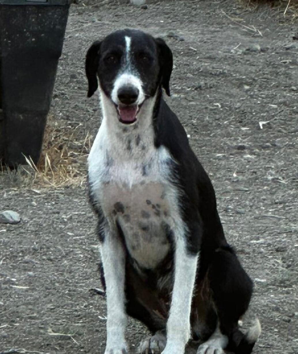 Pandora, perrita en adopción en Almas de 4 Patas, Málaga